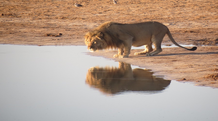 4-Day Safari: Serengeti & Ngorongoro Adventure